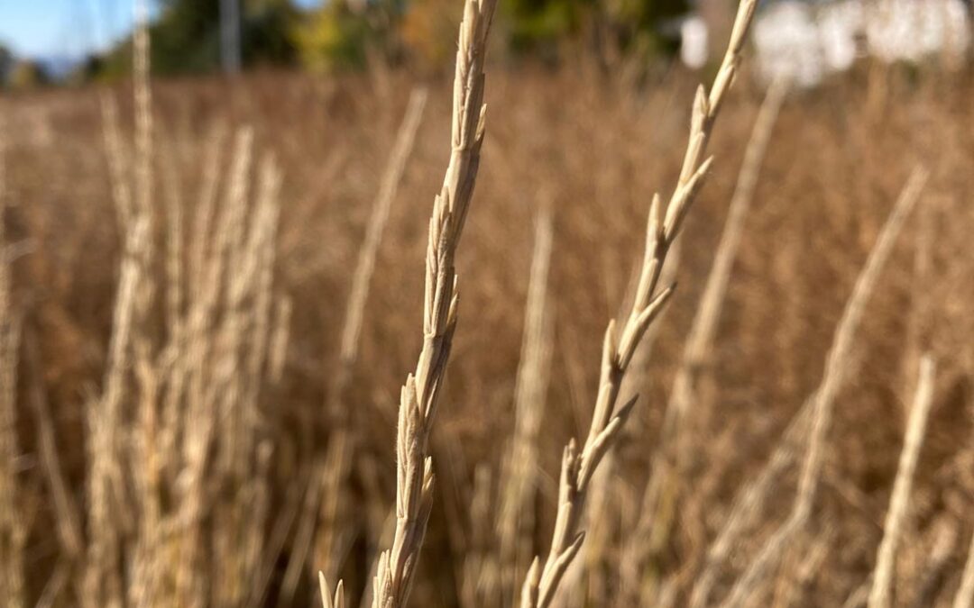 Intermediate Wheatgrass (Thinopyrum intermedium)