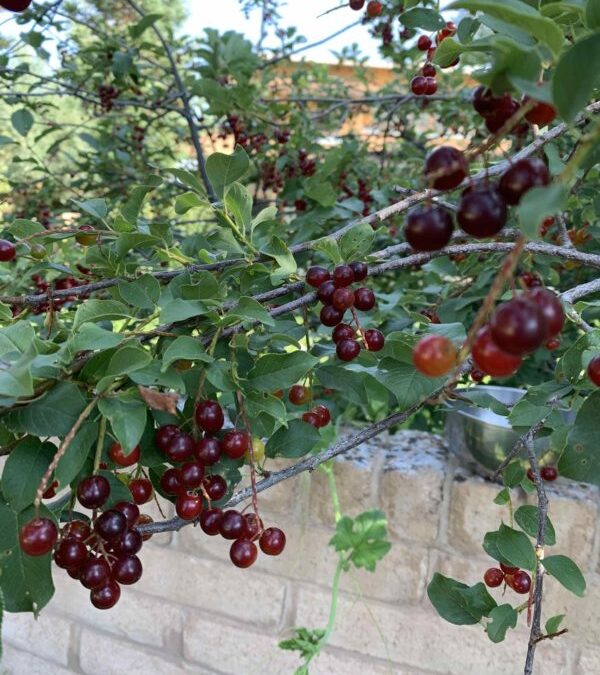 chokecherry Prunus virginiana