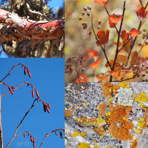 a collage of plant photos