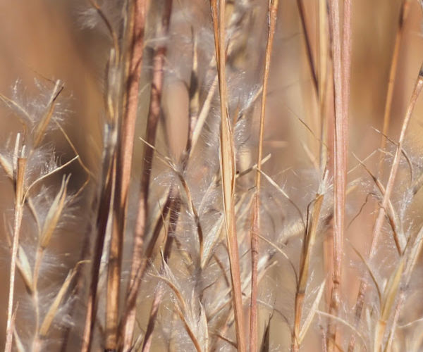 a photo of seed heads of little bluestem