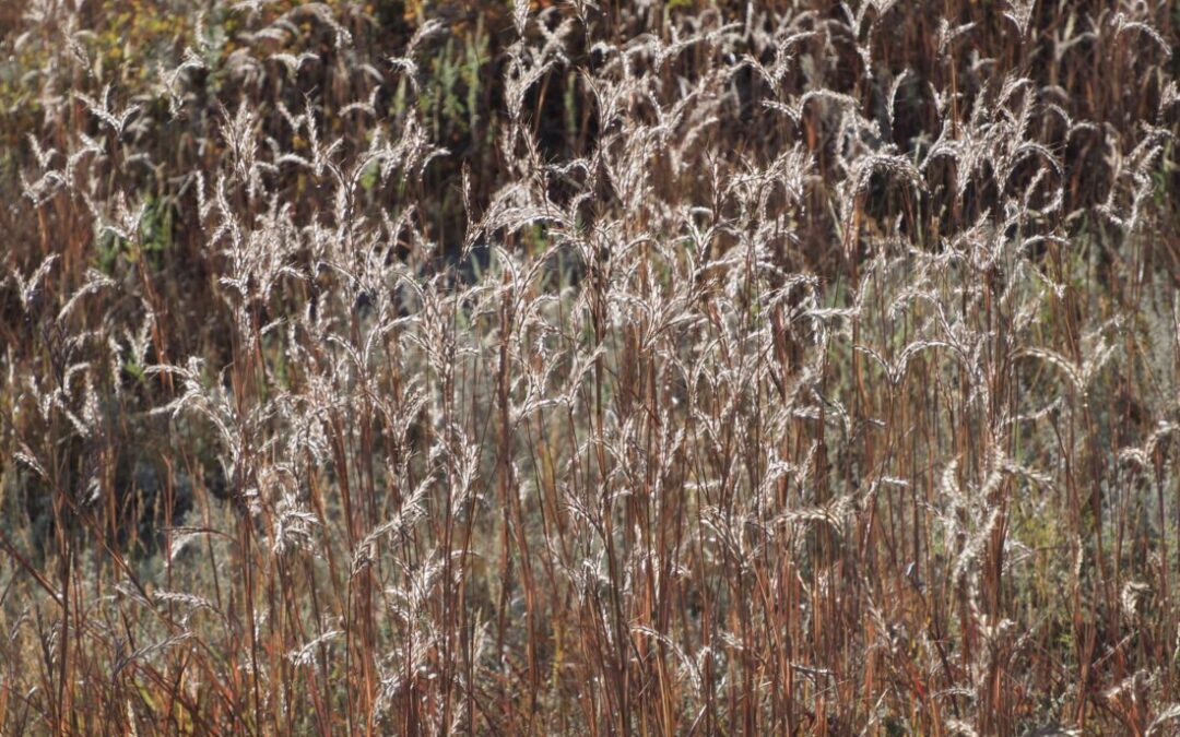 big bluestem