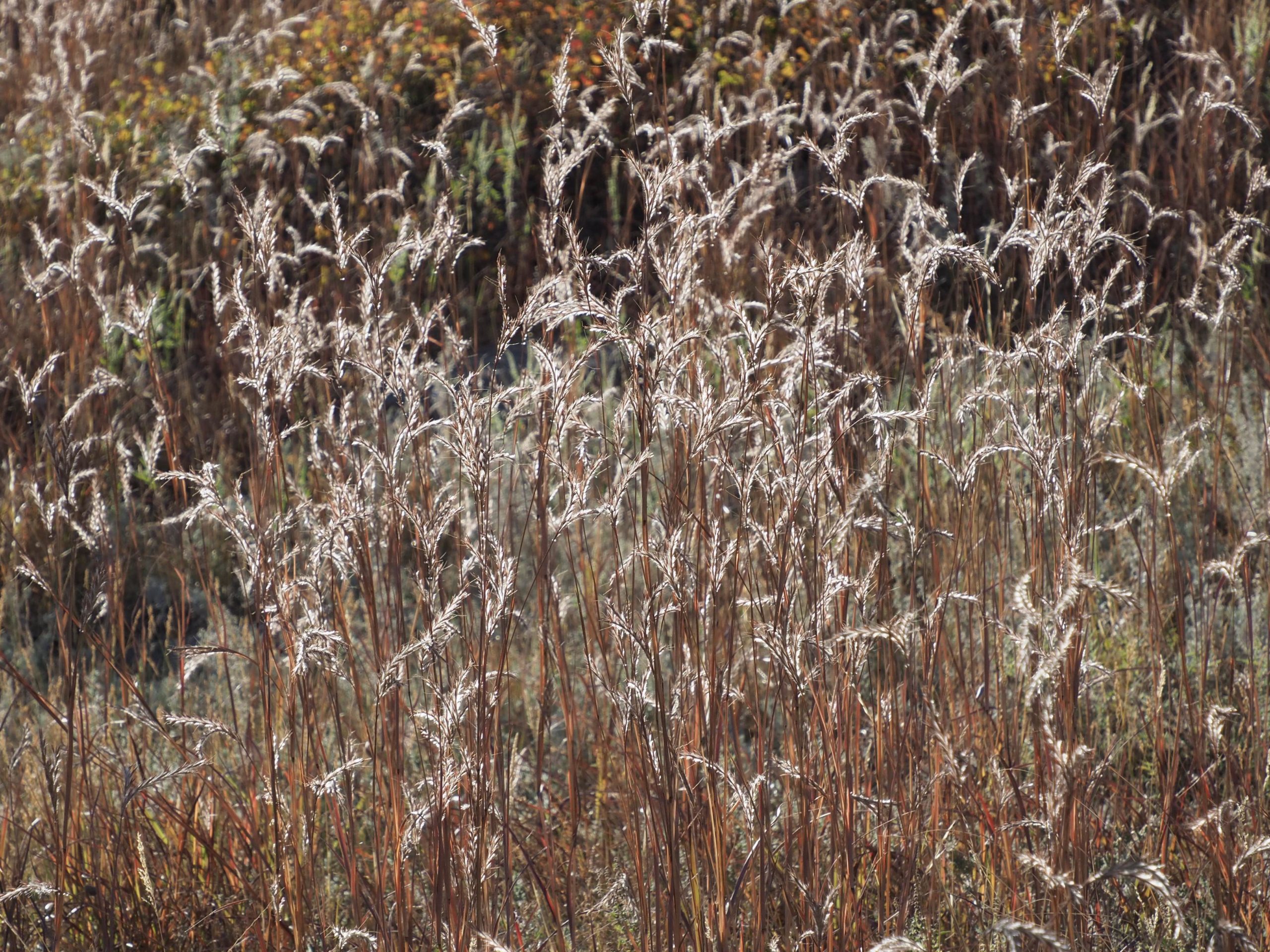 a photo of a mass of big bluestem grass