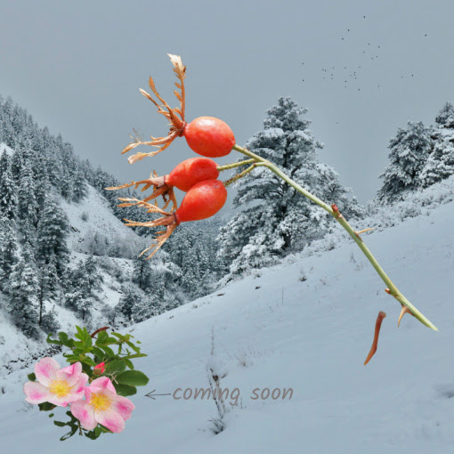 a photo of rose hips in snow