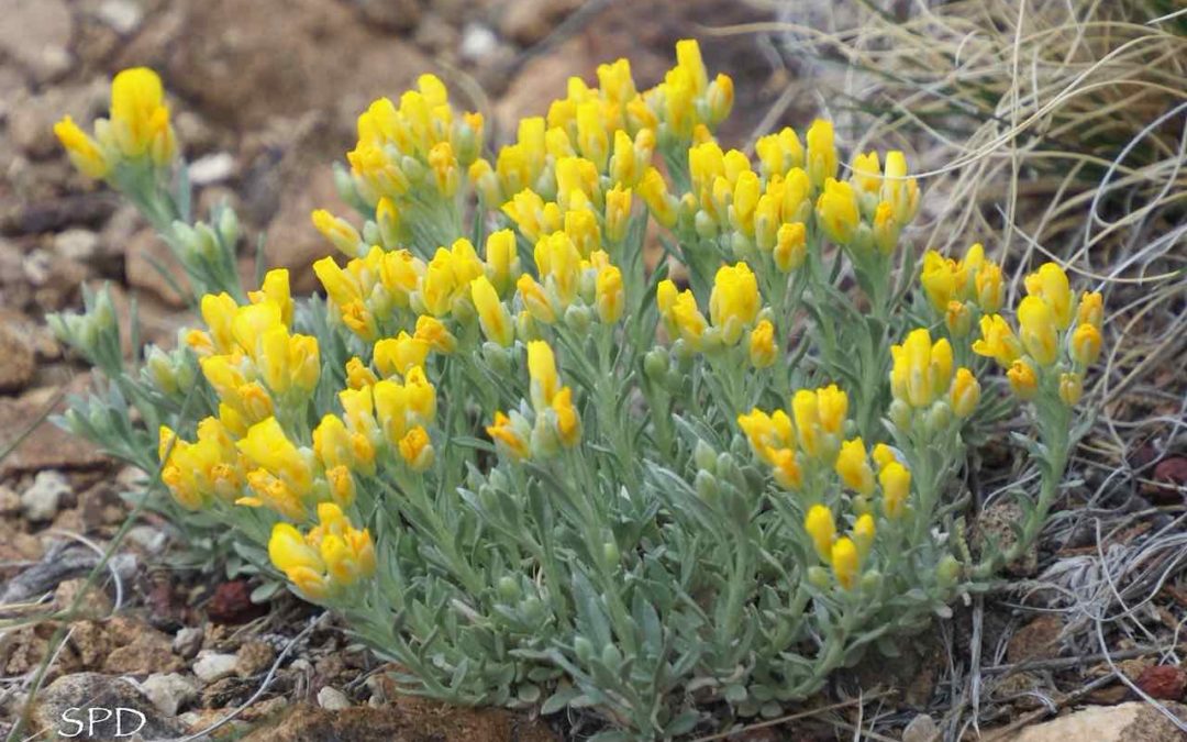 physaria flowers