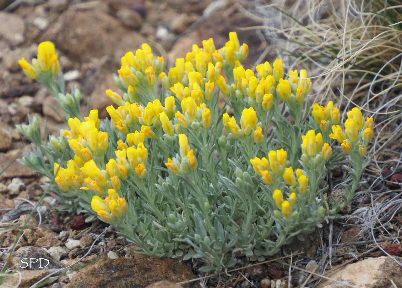 physaria flowers