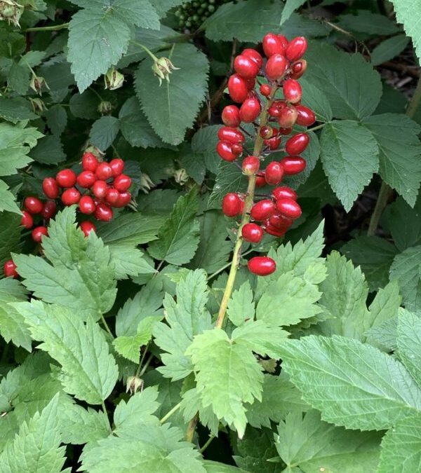 Actaea rubra