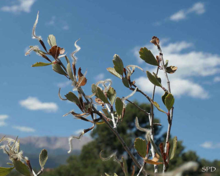 a photo of mountain mahogany