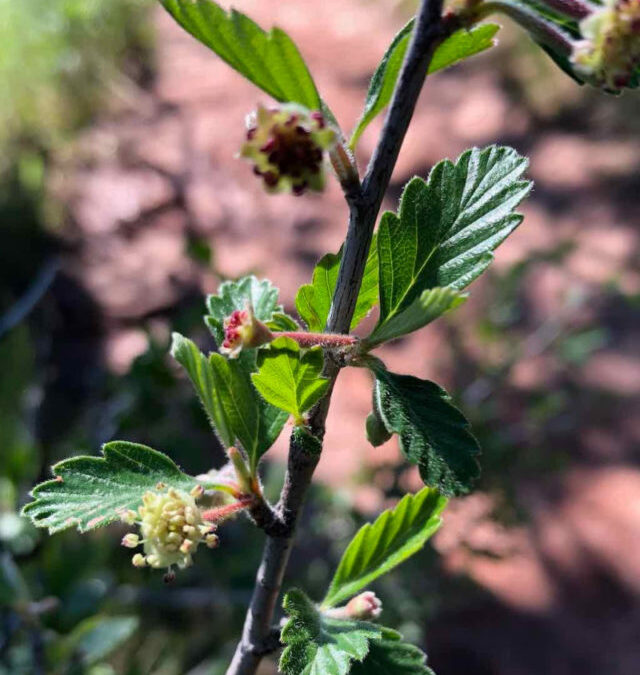 tiny blossoms of mountain mahogany