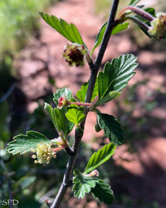 tiny flower blossoms of mountain mahogany