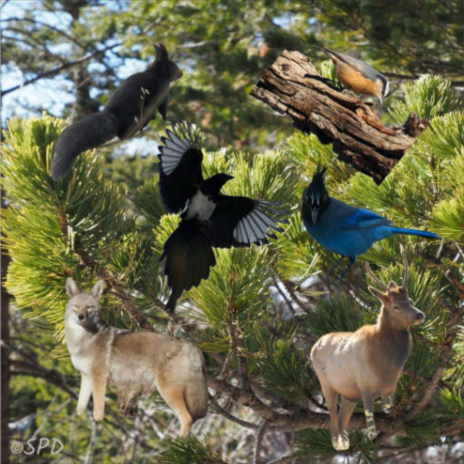 a collage of birds and wildlife