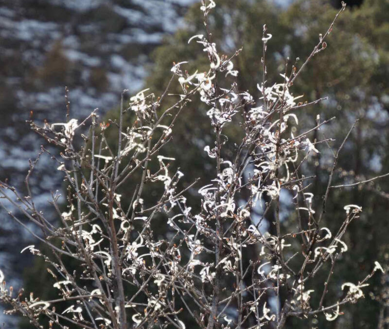 mountain mahogany in fruit