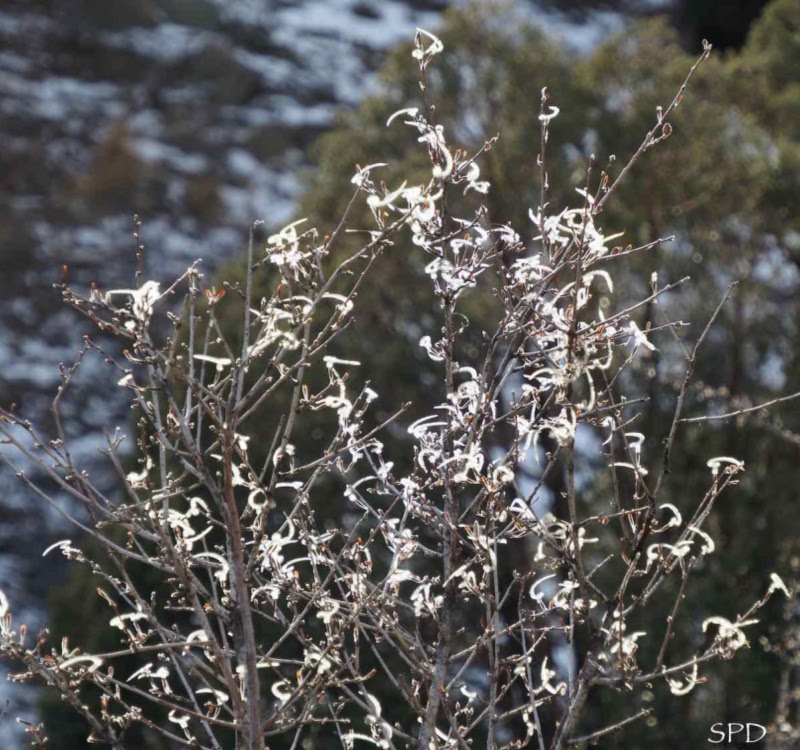 photo of mountain mahogany in fruit