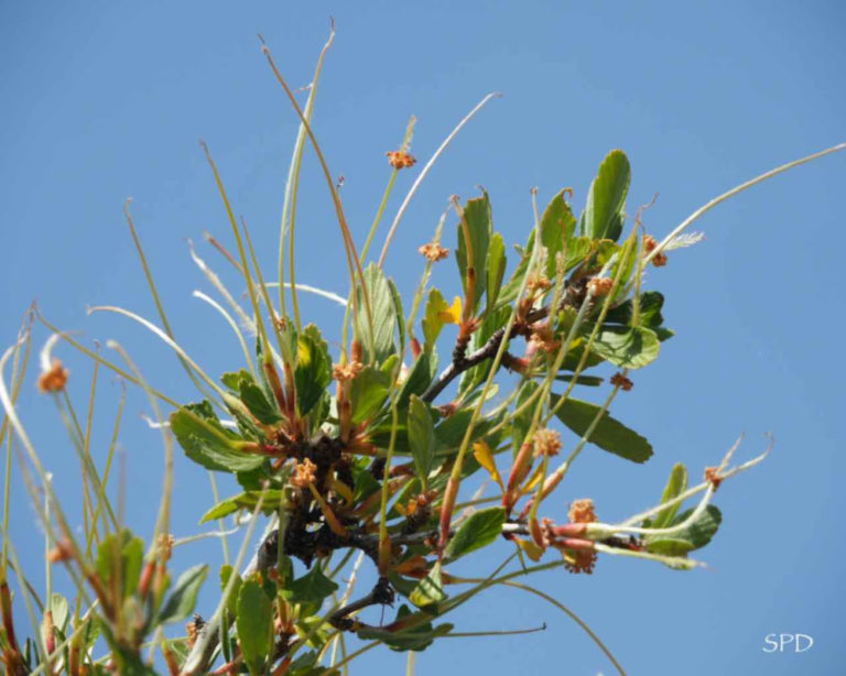 tiny flower blossoms of mountain mahogany