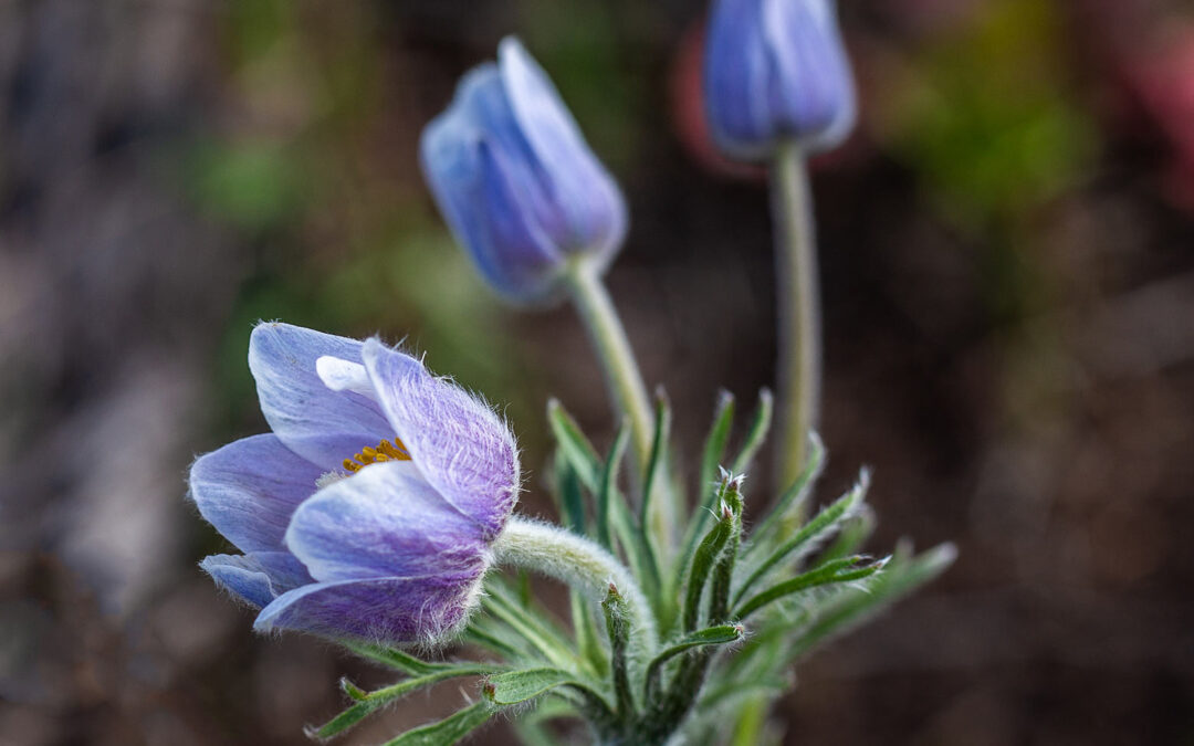 2021 Photo Contest, 2nd Place (tie), Native Plant Category