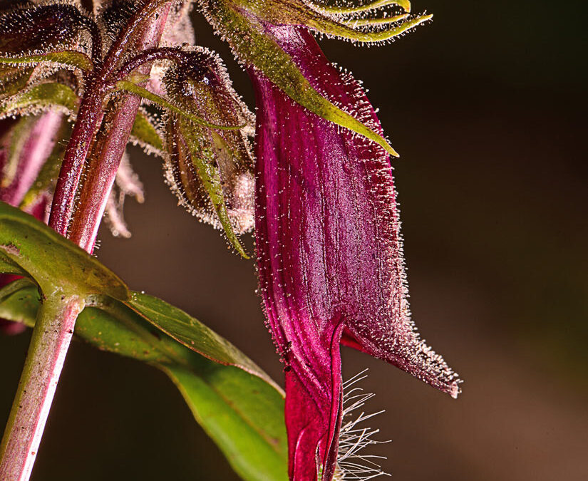 2021 Photo Contest, 2nd Place (tie), Native Plant Category
