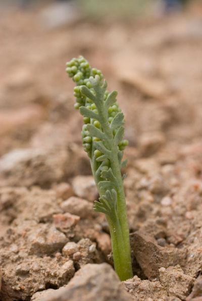 prairie moonwort