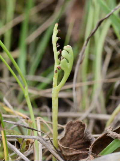 Botrychium furculatum