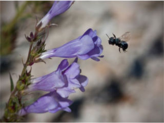 Penstemon scariosus, Carol English