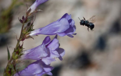 Mason Bees: Pollinator Heroes
