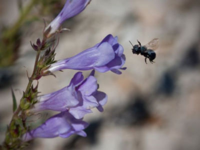 native bee visits penstemon flower