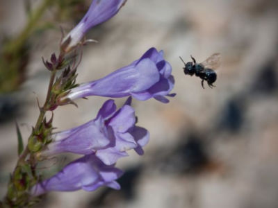 Is the Key to Saving Pollinators … Honey Bee Semen?, Science