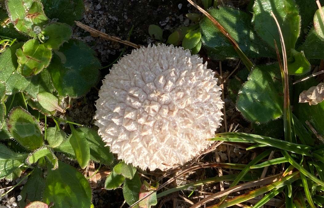 Naked Pufball Mushroom (Lycoperdon marginatum)