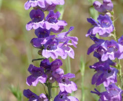 Penstemon strictus