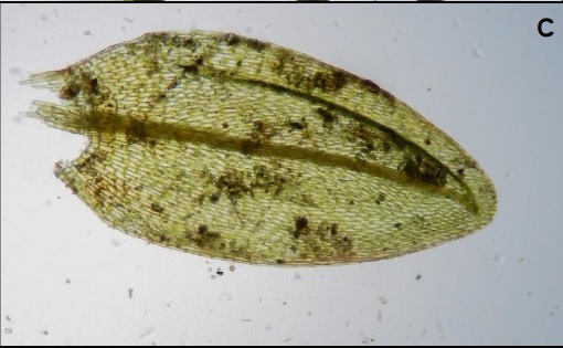 Plagiobryoides renauldii leaf