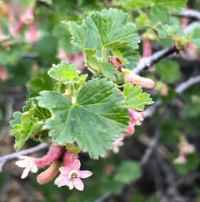 Wax currant