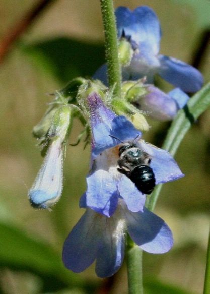 Penstemon degneri