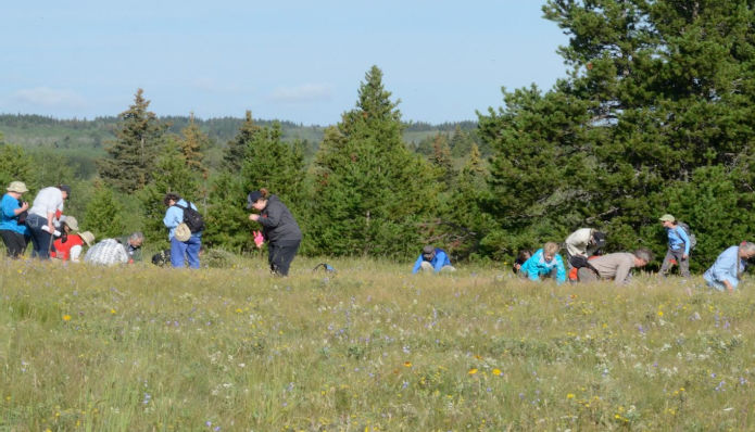 flagging moonworts in  Canada