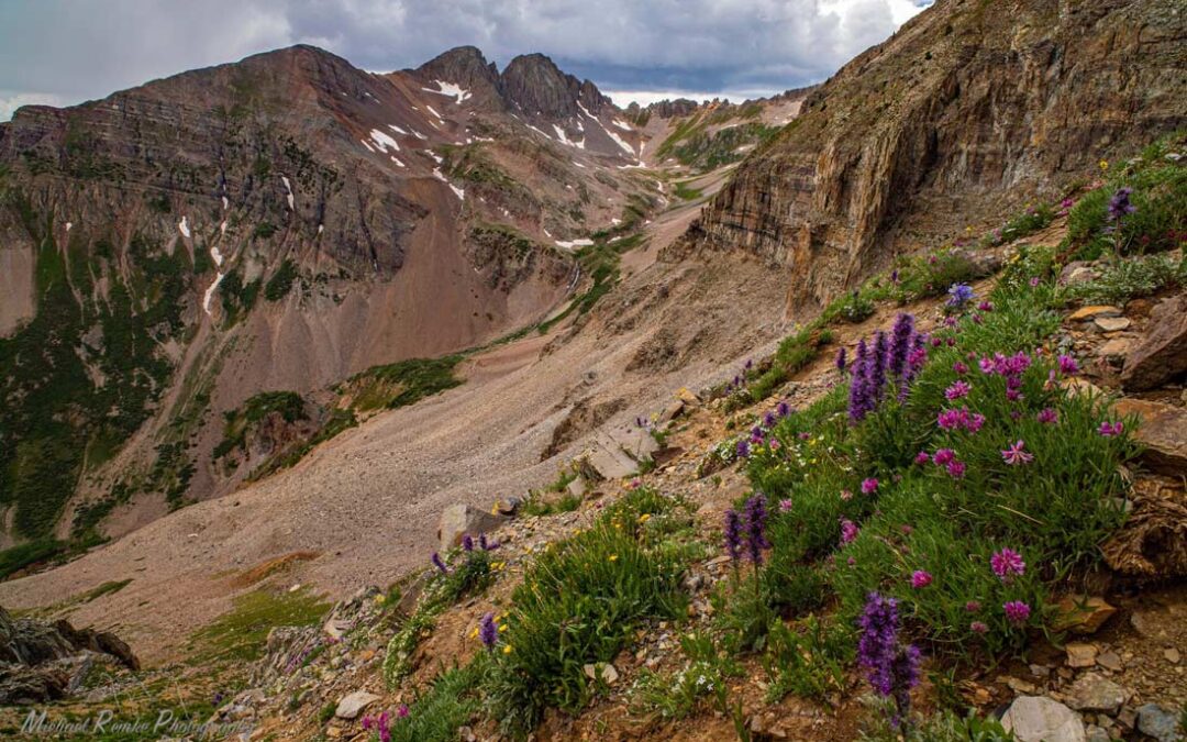 Alpine Blooms Alpine of Southwest Colorado