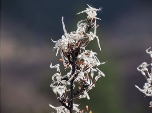 plumose styles of mountain mahogany