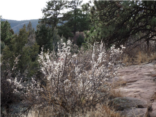 mountain mahogany in fall