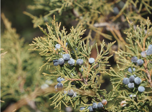 rocky mountain juniper cones