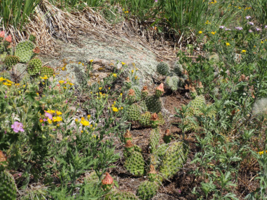 cactus and flowers