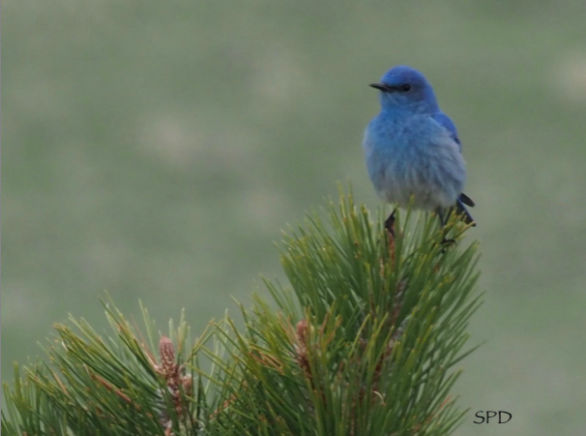 mountain bluebird