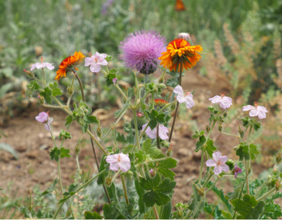 colorado native wildflowers