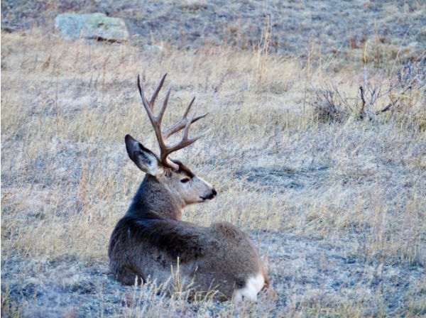 deer bedded down