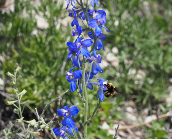 plains larkspur