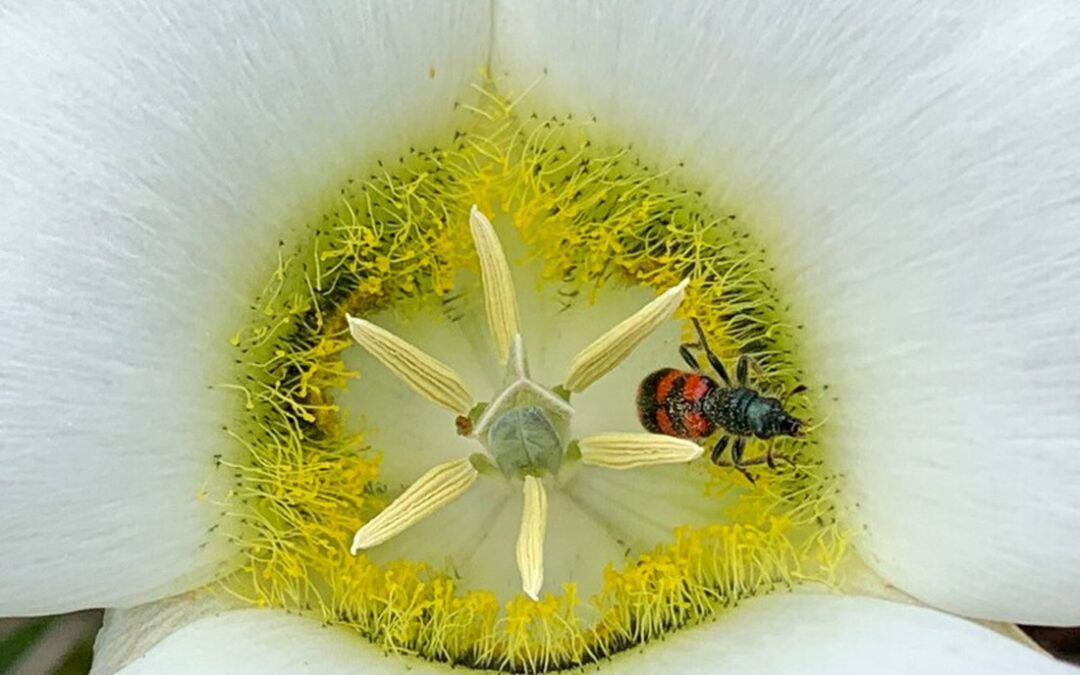 Calochortus-nuttallii–Trichopes-nuttallii-Loraine-Yeatts