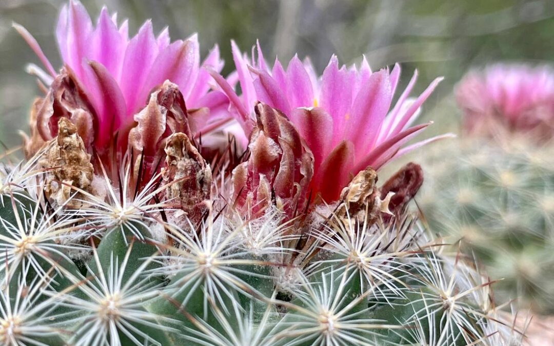 Mountain Cactus (Pediocactus simpsonii)
