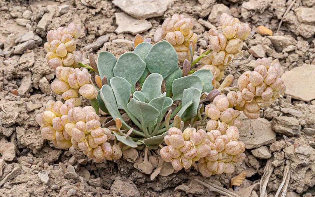 Rydberg Twinpod (Physaria acutifolia)