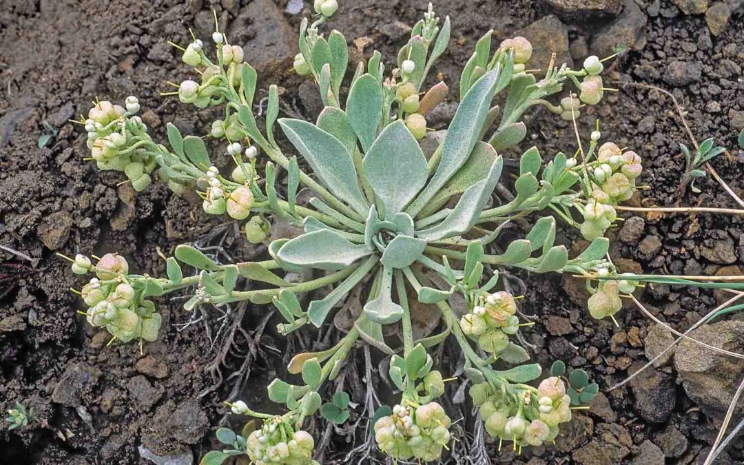 Front Range Twinpod (Physaria bellii)