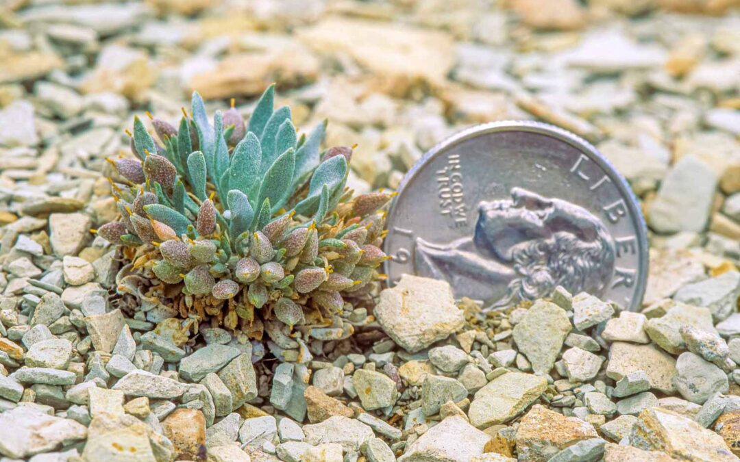 Dudley Bluffs Bladderpod (Physaria-congesta)