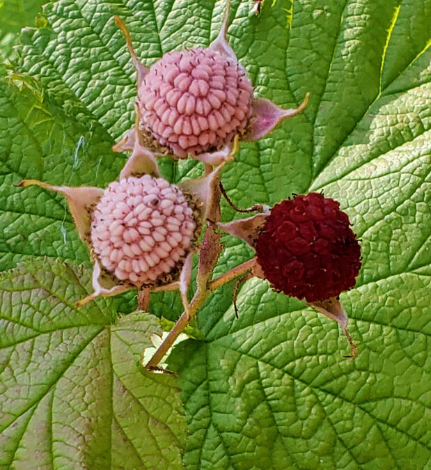 Rubus parviflorus var parviflorus-Anna-Wilson