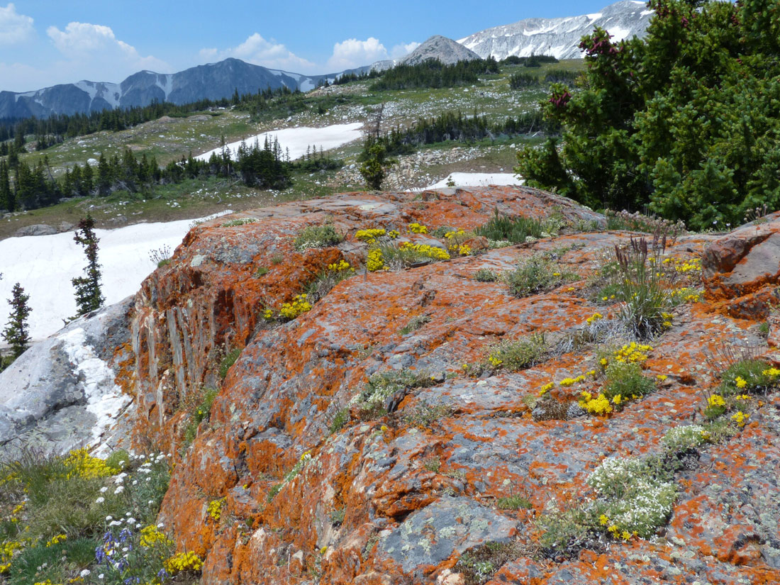 photo of sedum and lichens on rocks