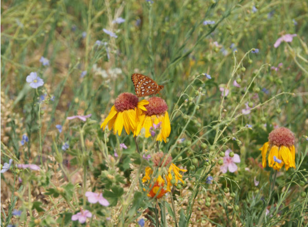 colorado native flowers