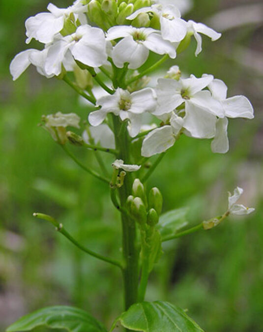 Heartleaf Bittercress (Cardamine cordifolia)