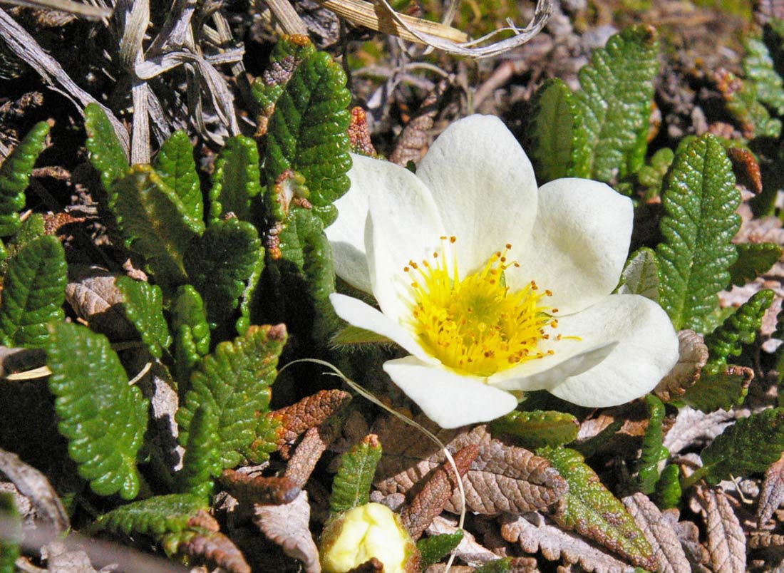 a photo of Hooker's mountain avens (dryas hookeriana) in bloom